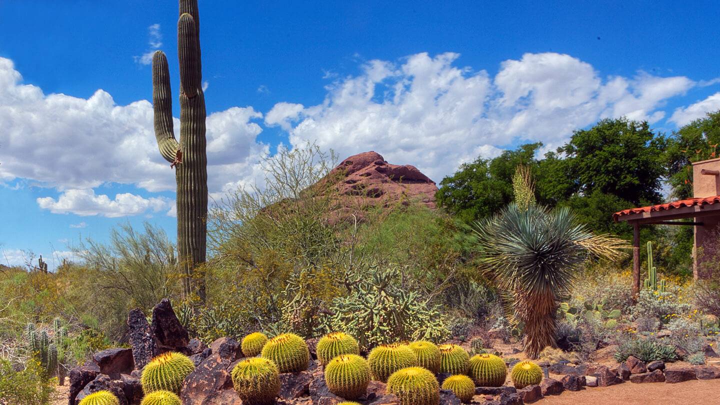 Phoenix Faves Desert Botanical Garden