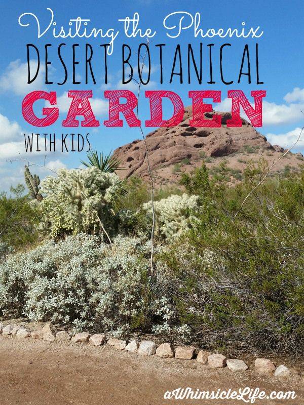 Vintage Desert Botanical Gardens Papago Park Star Cactus