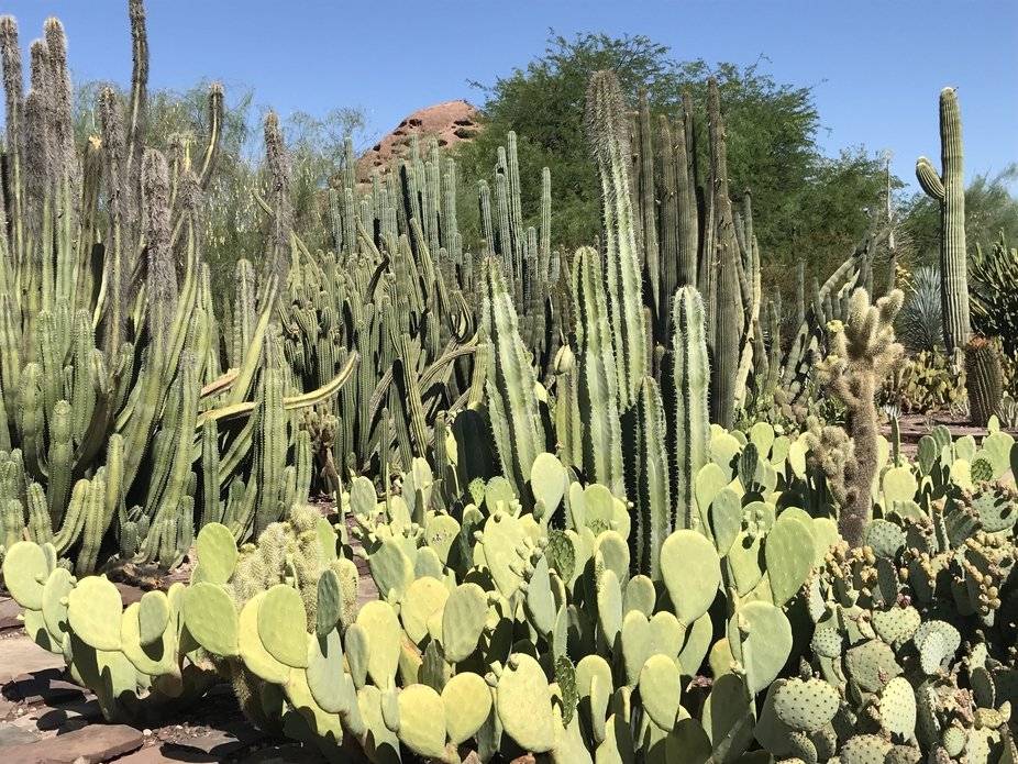 Phoenix Desert Botanical Gardens