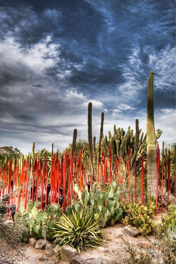 The Desert Botanical Garden