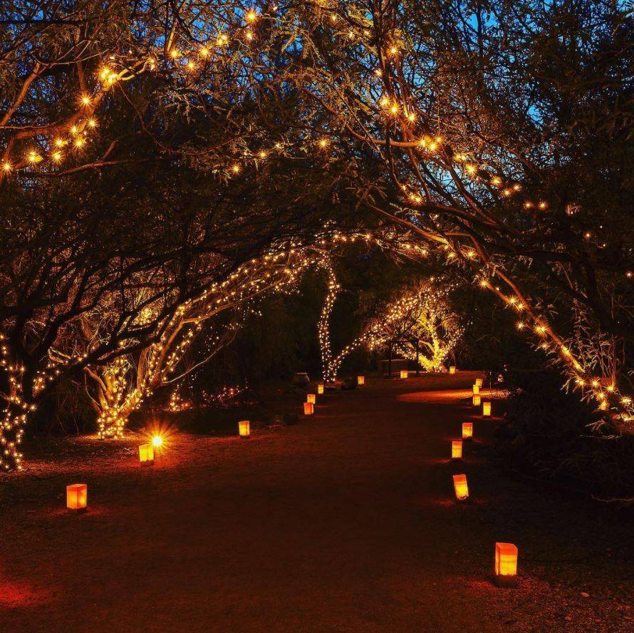 Desert Botanical Gardens Luminarias