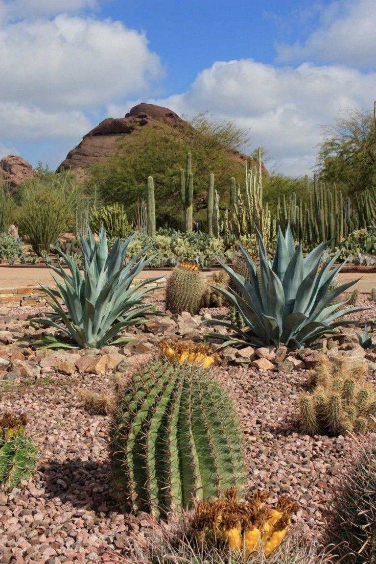 Desert Botanical Garden Phoenix
