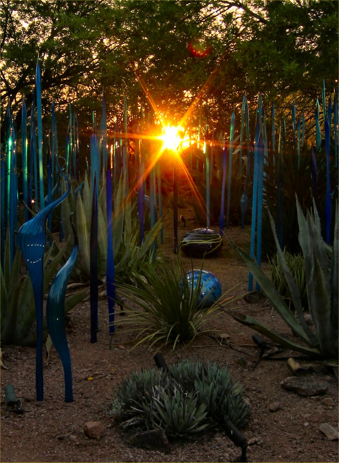 The Desert Botanical Garden