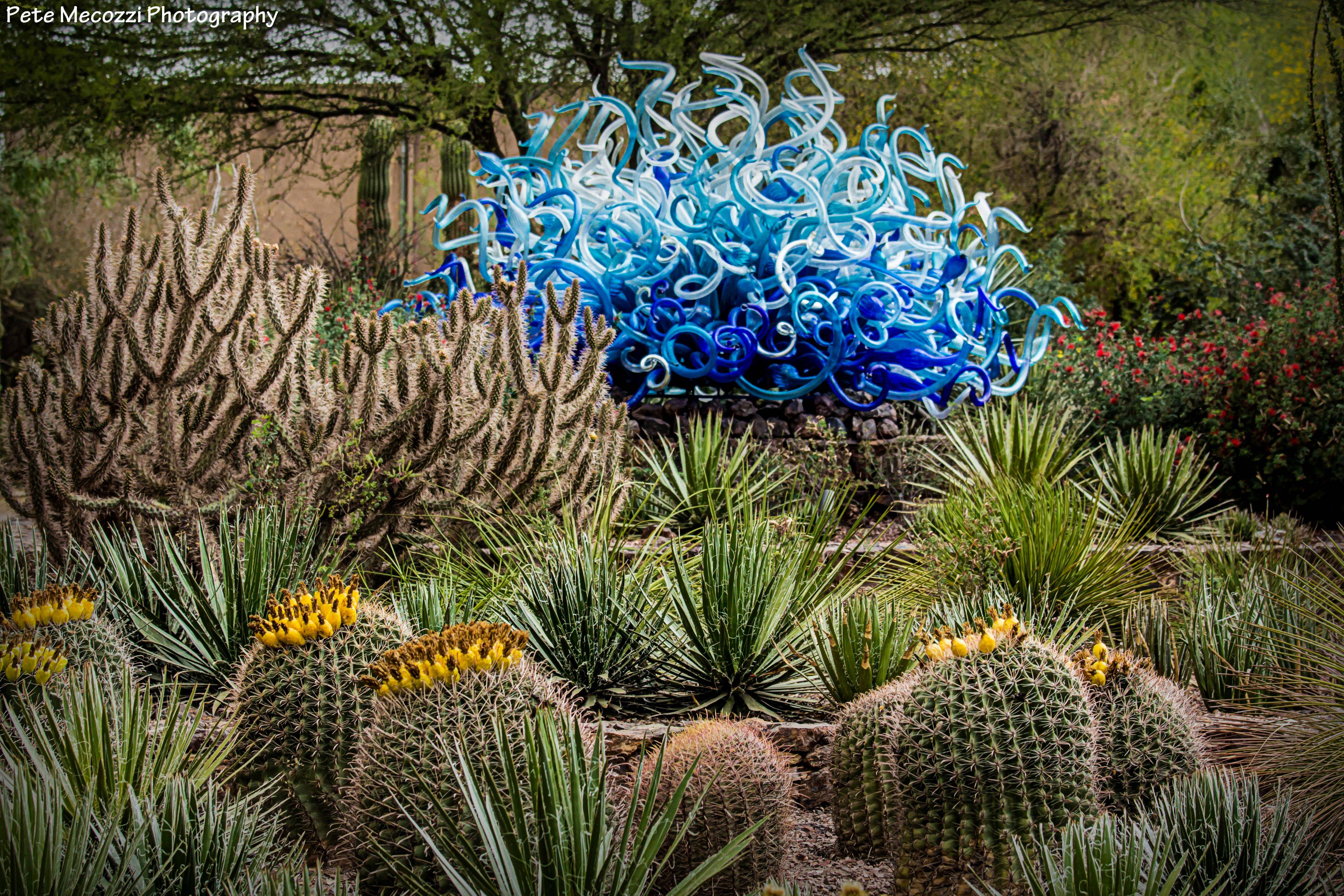 The Desert Botanical Garden