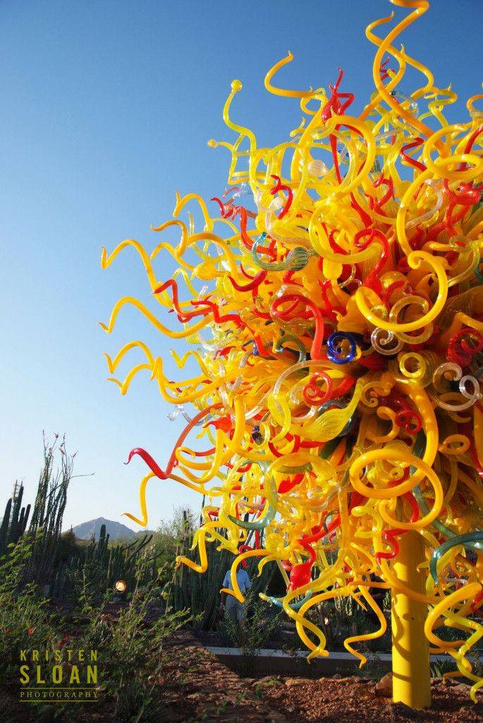 The Desert Botanical Gardens