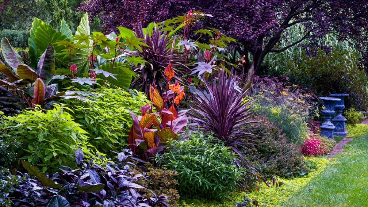 Colour Tropical Garden Design
