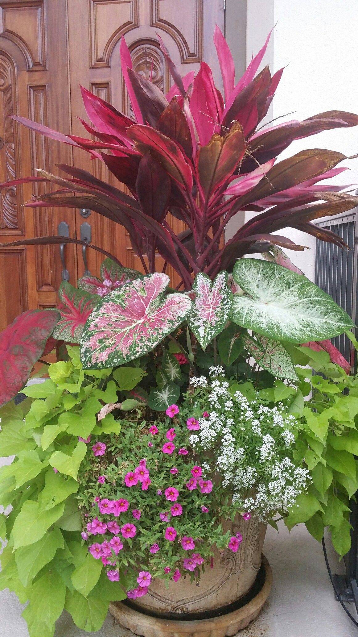 Tropical Landscaping
