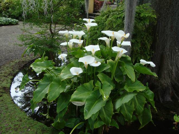 Beautiful Flower Garden Design Ideas