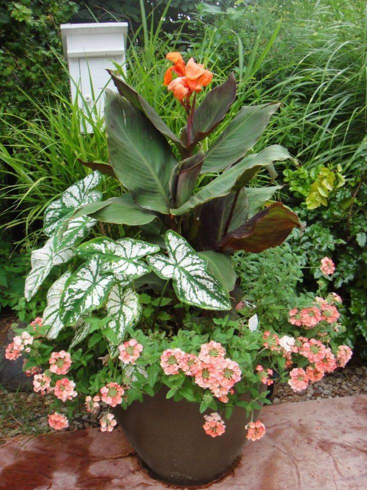 Best Container Gardening Ideas
