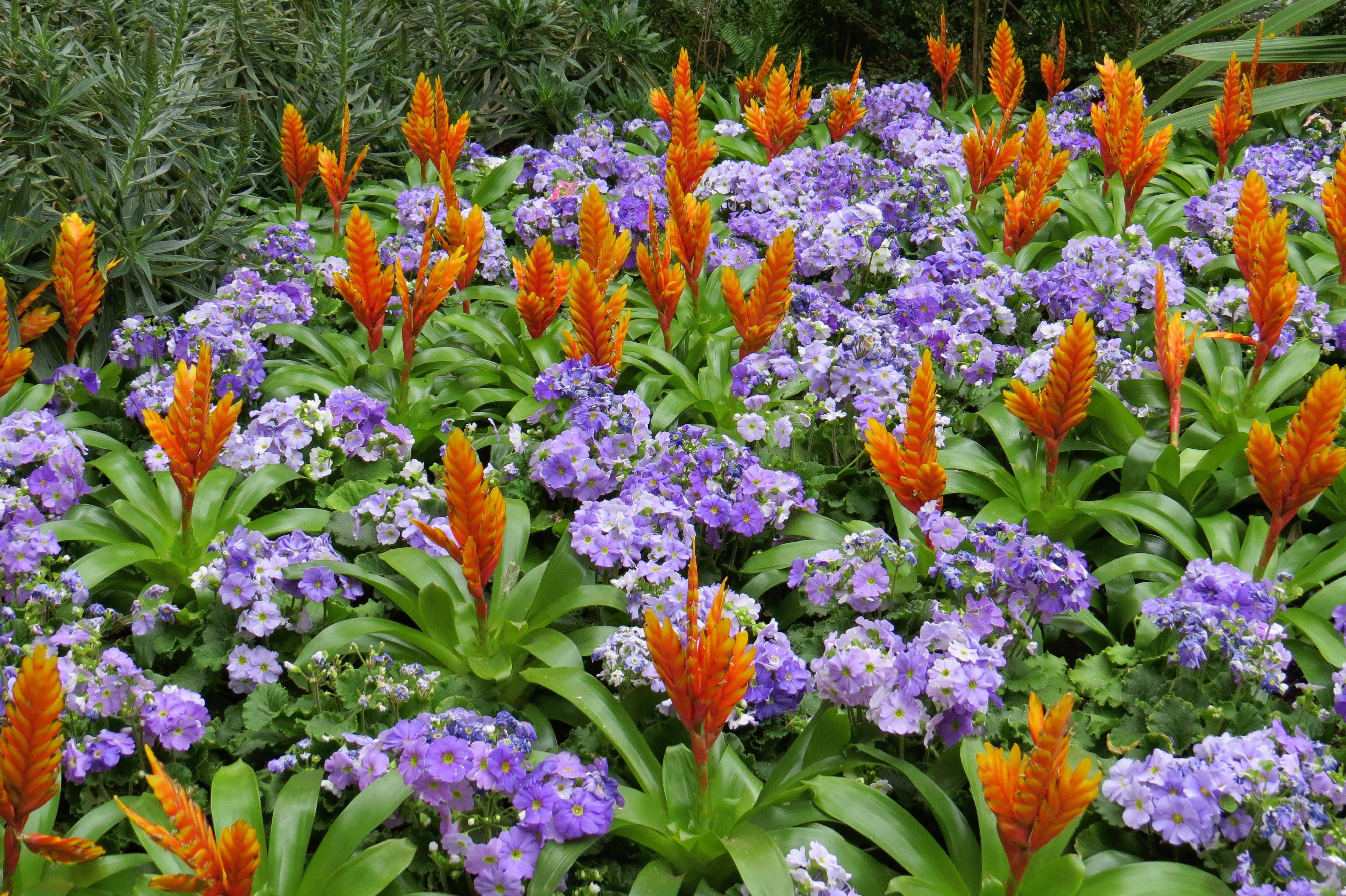 20 Lily Flower Garden Ideas You Cannot Miss SharonSable