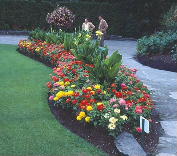 Chrysanthemums Canna Beautiful Flowers Garden Plants Beautiful