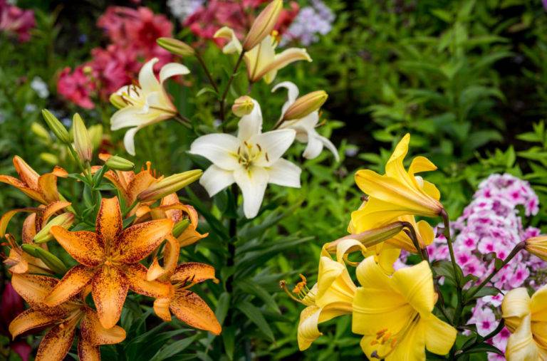 Canna Lilies Container Garden Flowers