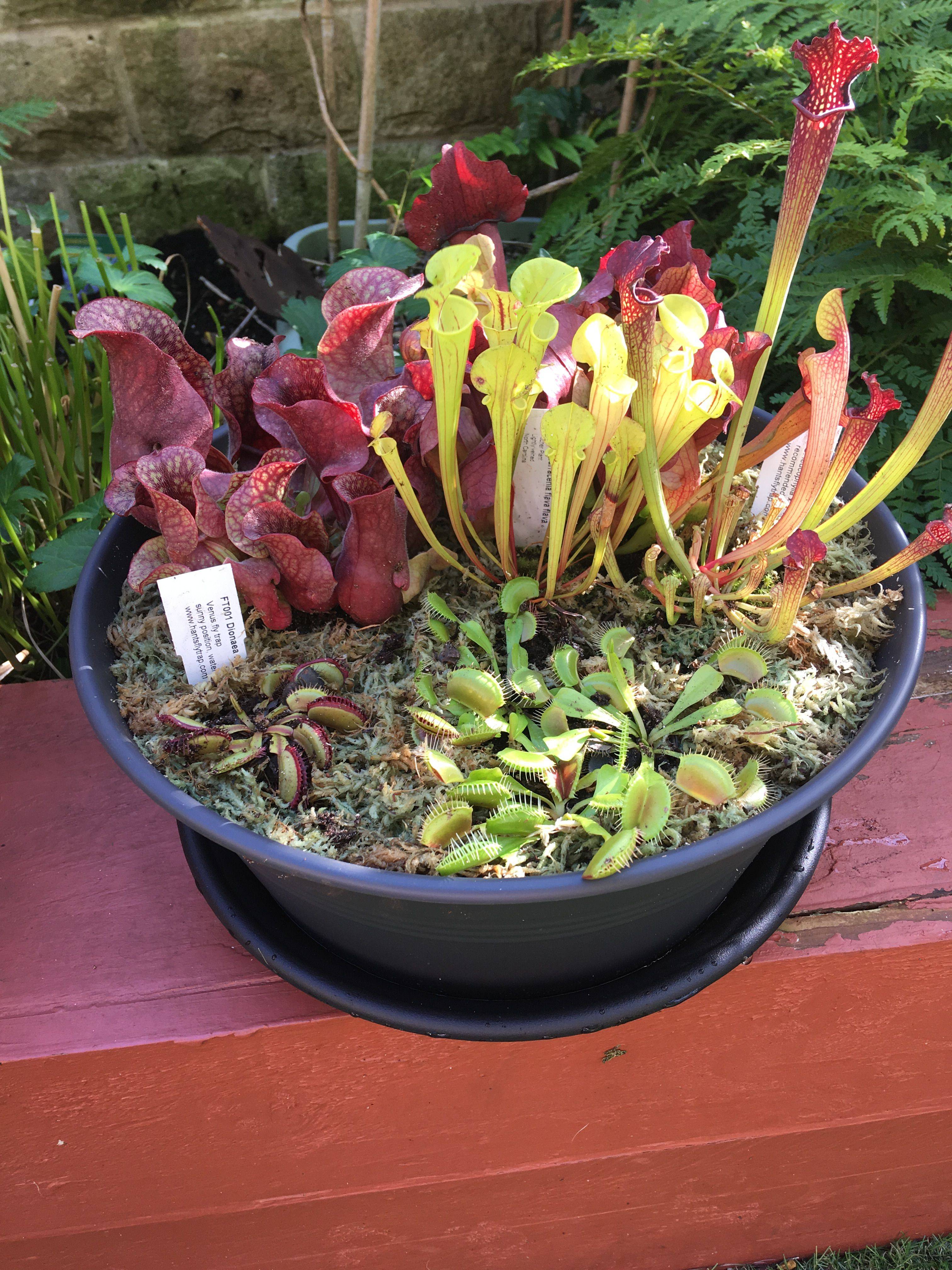 Awesome Carnivorous Plant Garden Garden Plants