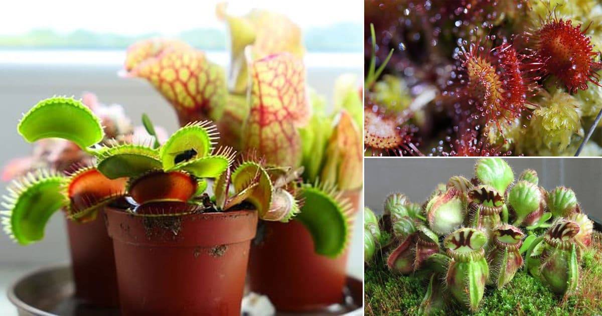 Gardening Tips Hgtv Youtube