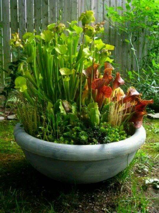 Water Garden
