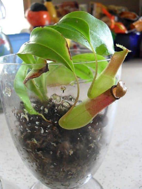 Carnivorous Plant Terrarium Ideas Outdoor Decorations
