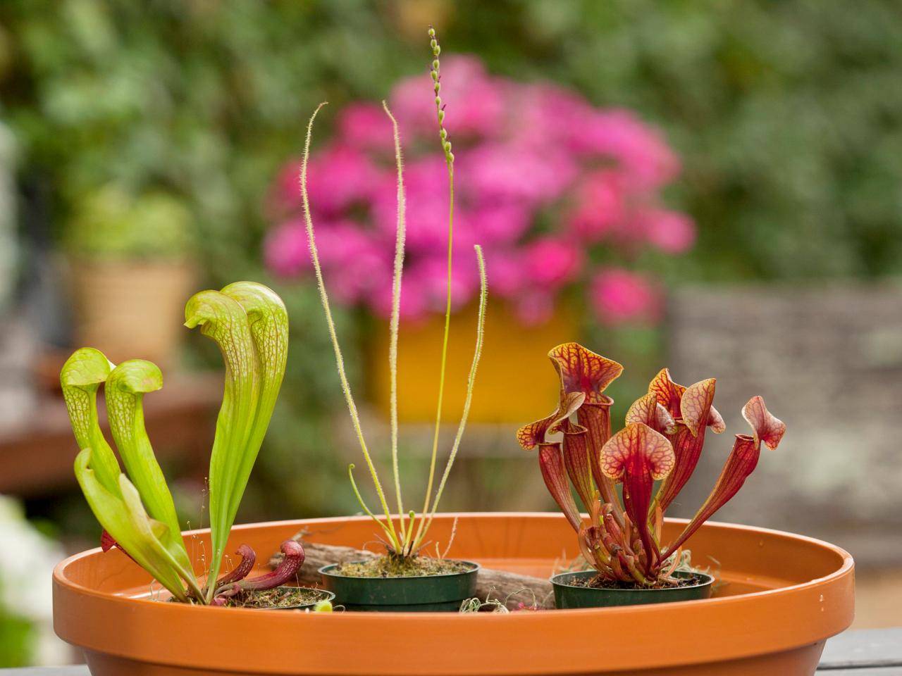 Carnivorous Plants