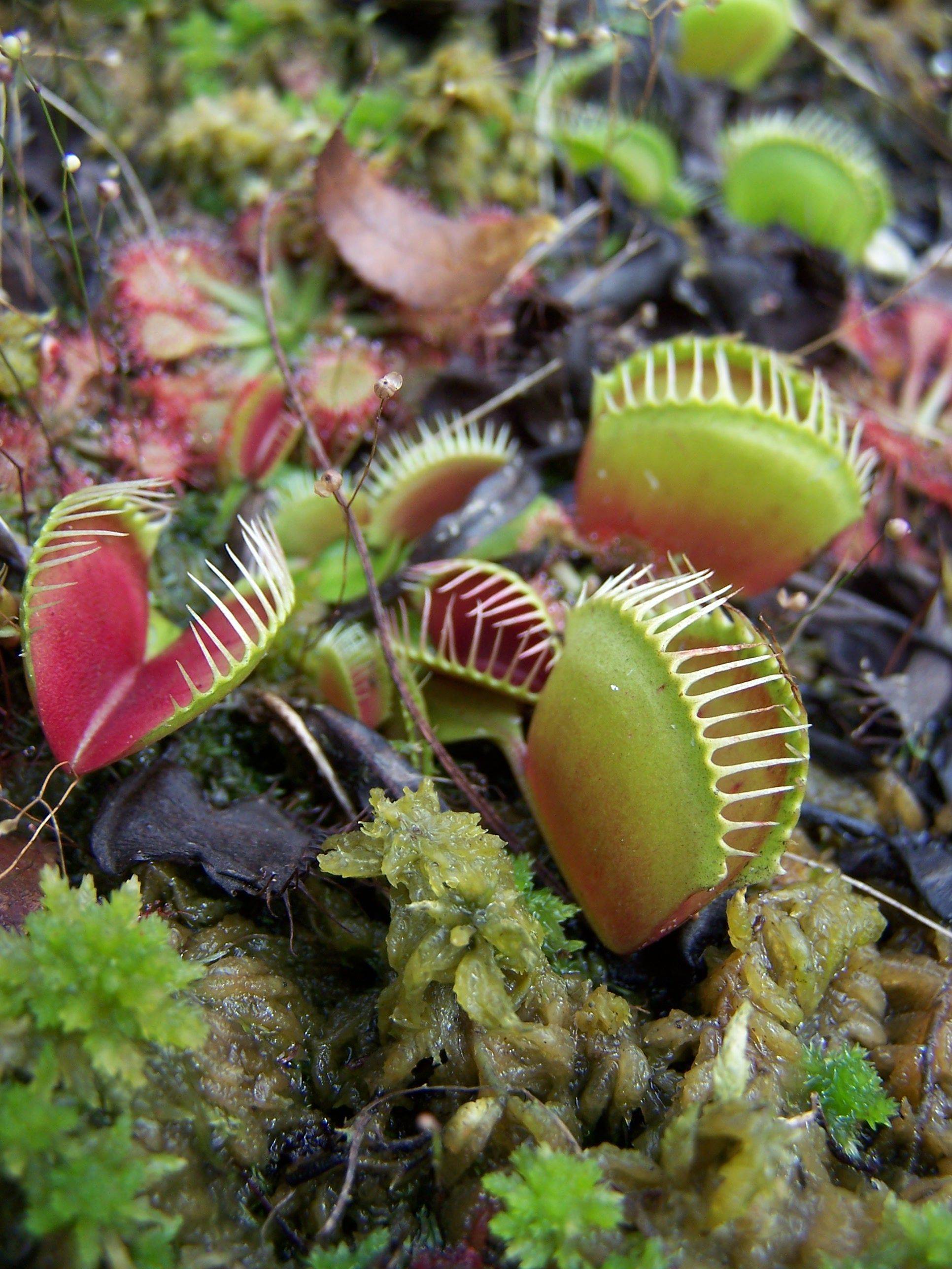 Carnivorous Plants