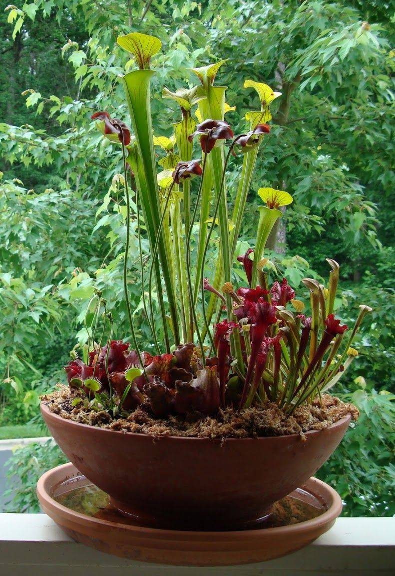 Carnivorous Plants