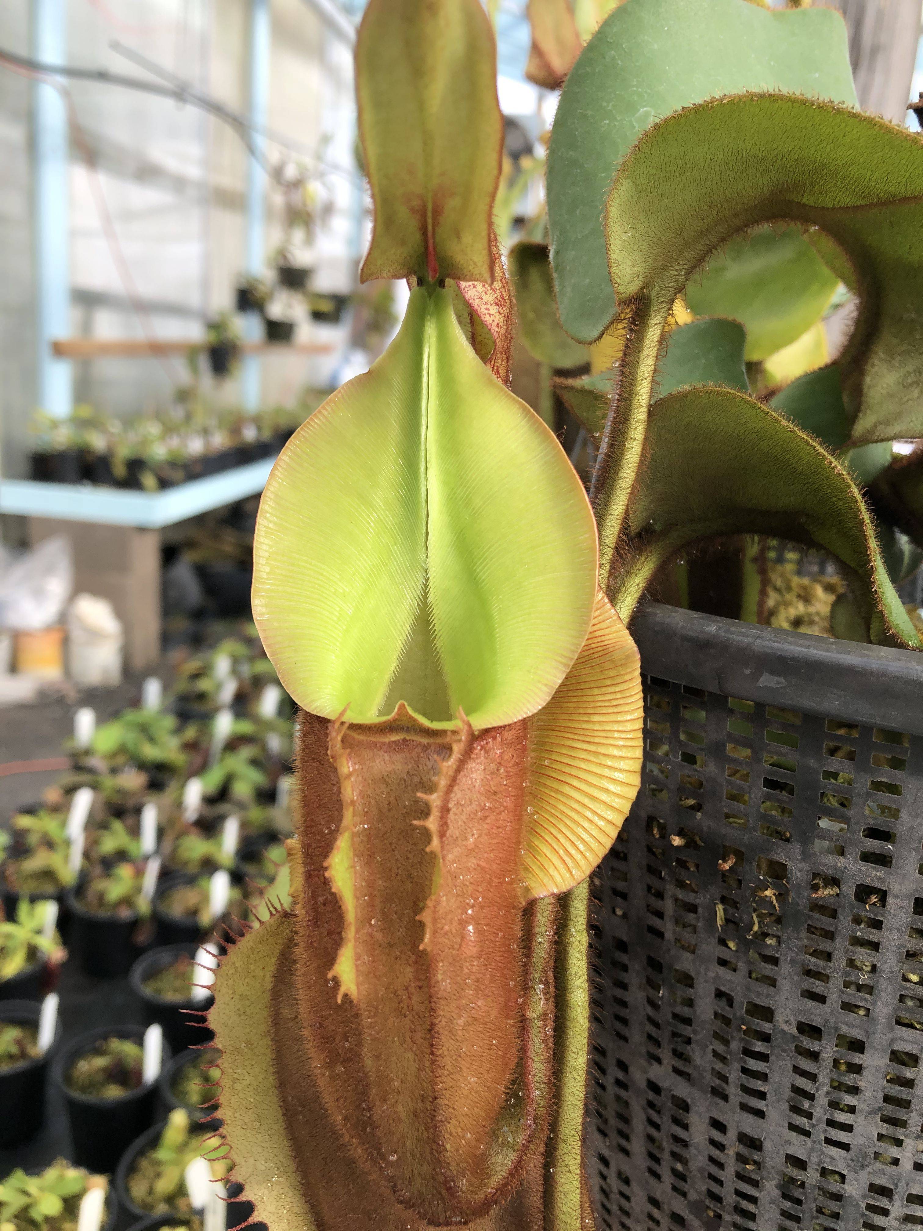 A Carnivorous Plant Garden Veritymag