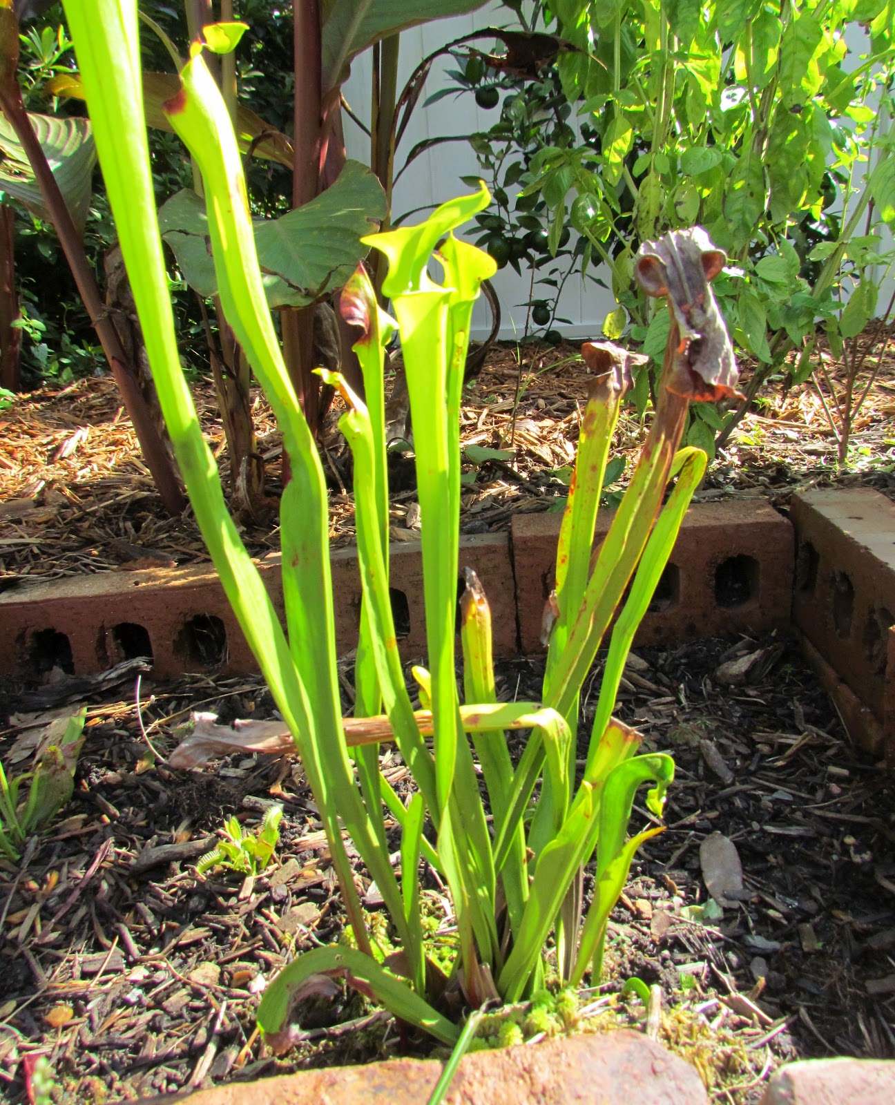 A Bog Garden