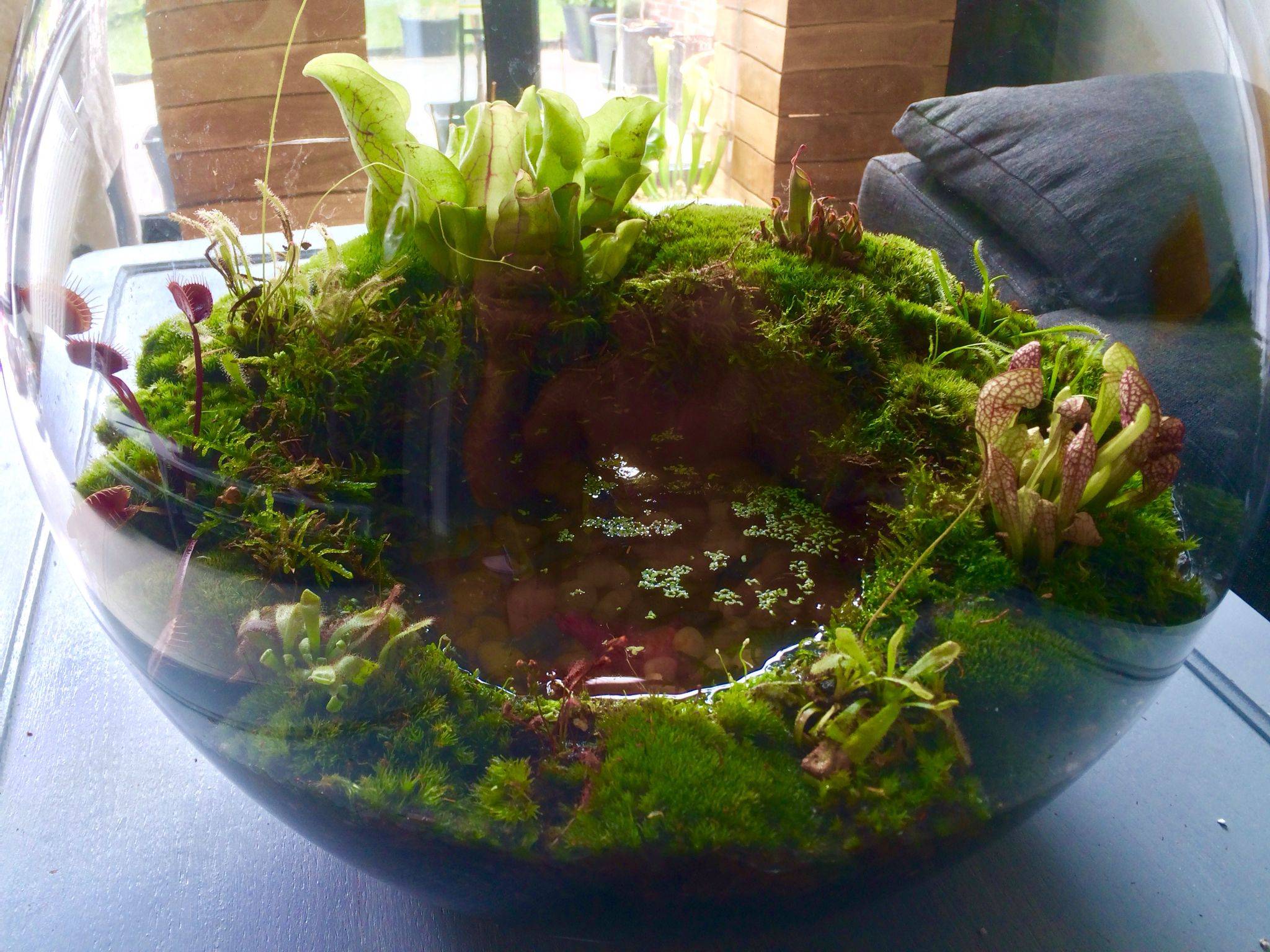 A Carnivorous Plant Garden