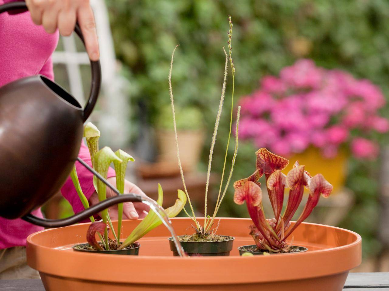 Carnivorous Plants