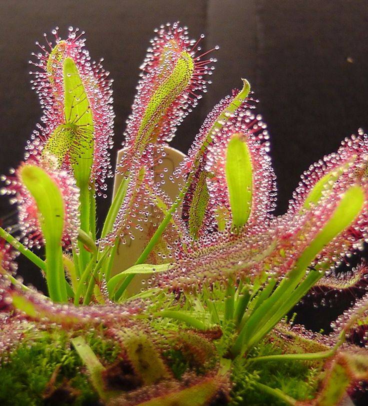 Carnivorous Plants