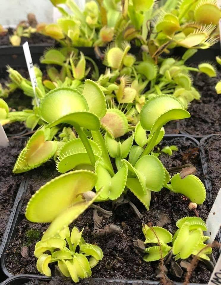 Carnivorous Plant Bog Gardens Garden Plants