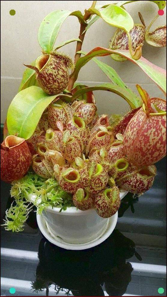 Carnivorous Plant Bog Gardens Garden Plants