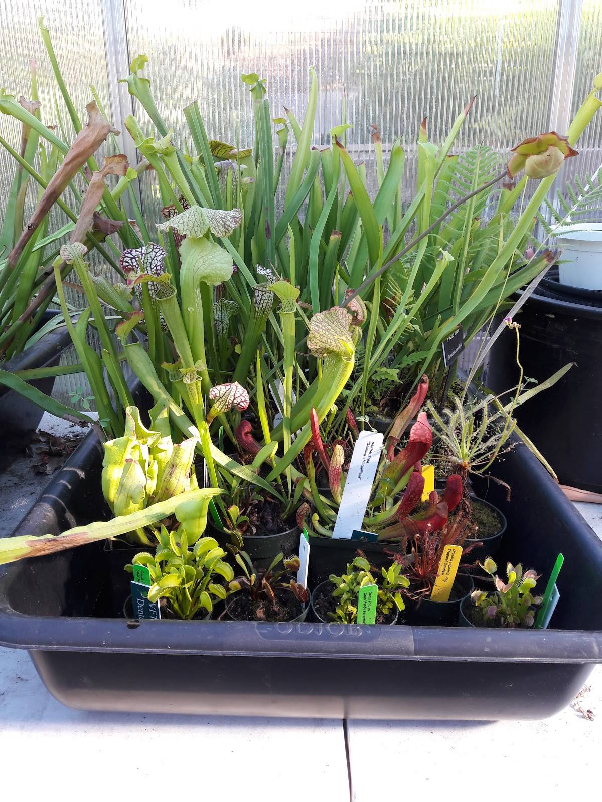 Carnivorous Garden