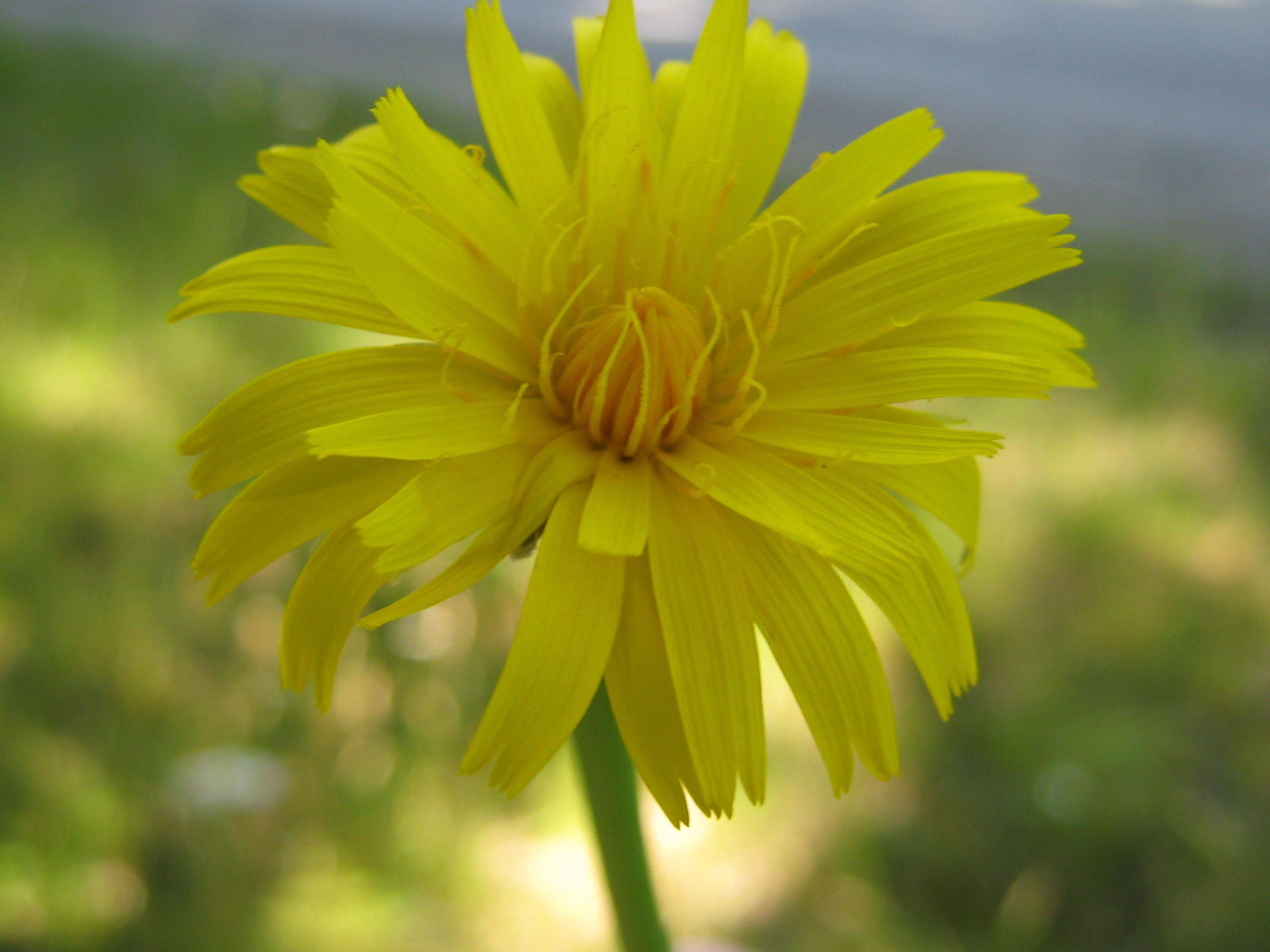Bouquet Yellow Silk Sunflower Home Table Decoration Artificial Flower