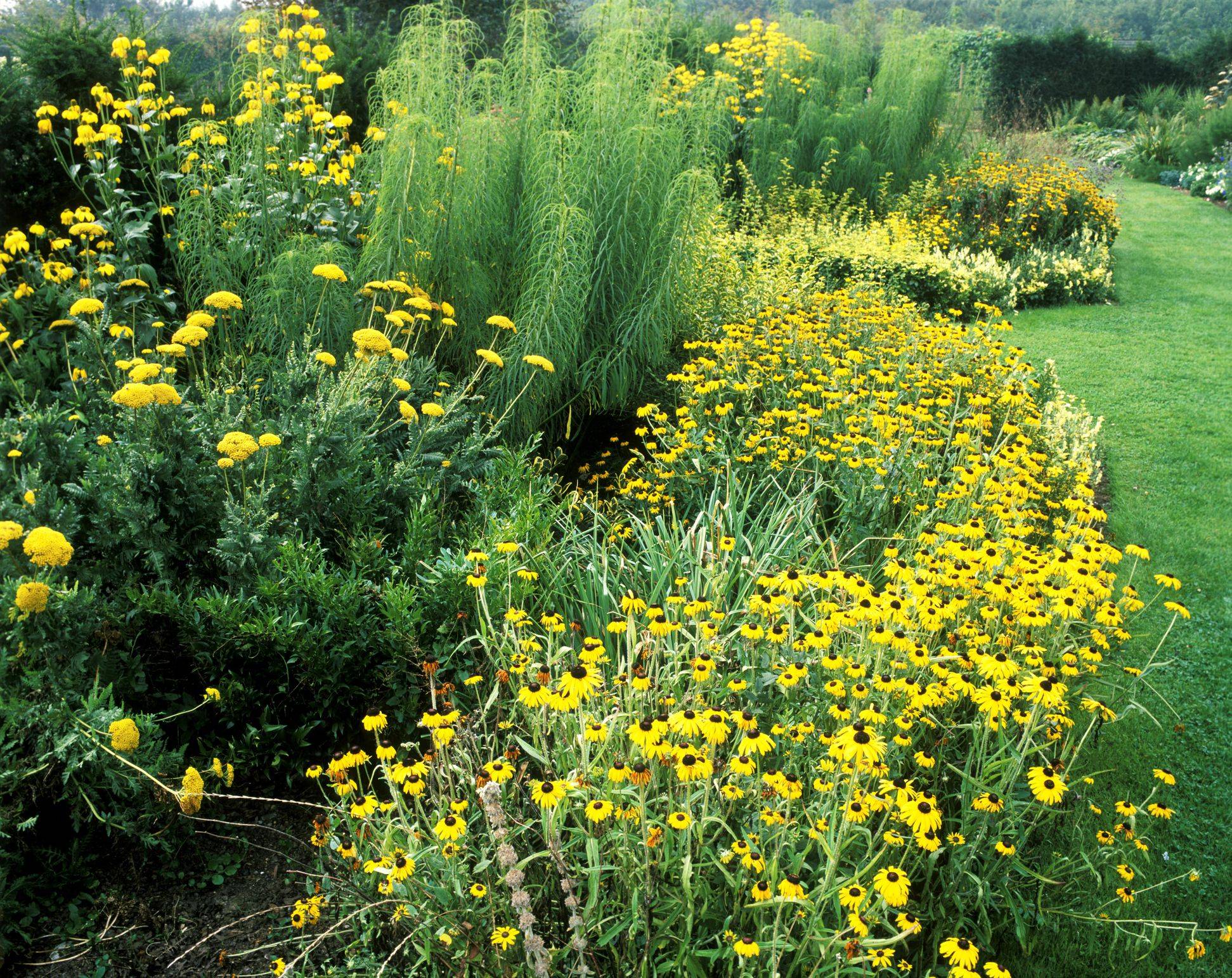 Yellow Garden Ideas