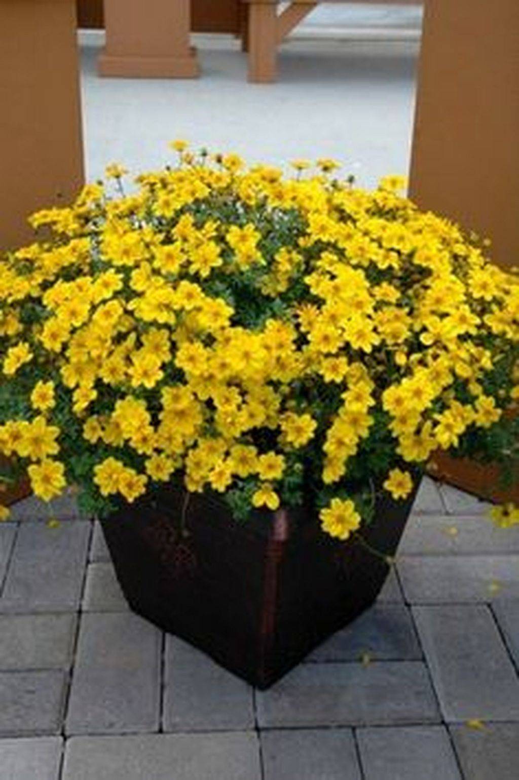 Most Beautiful Yellow Garden Designs