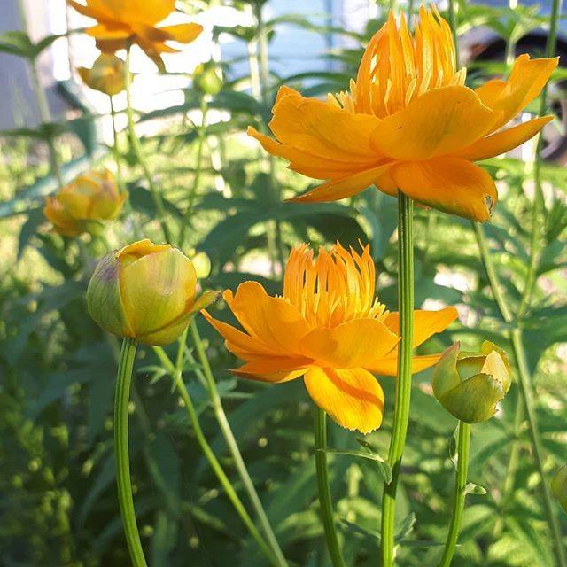 Most Beautiful Yellow Garden Designs