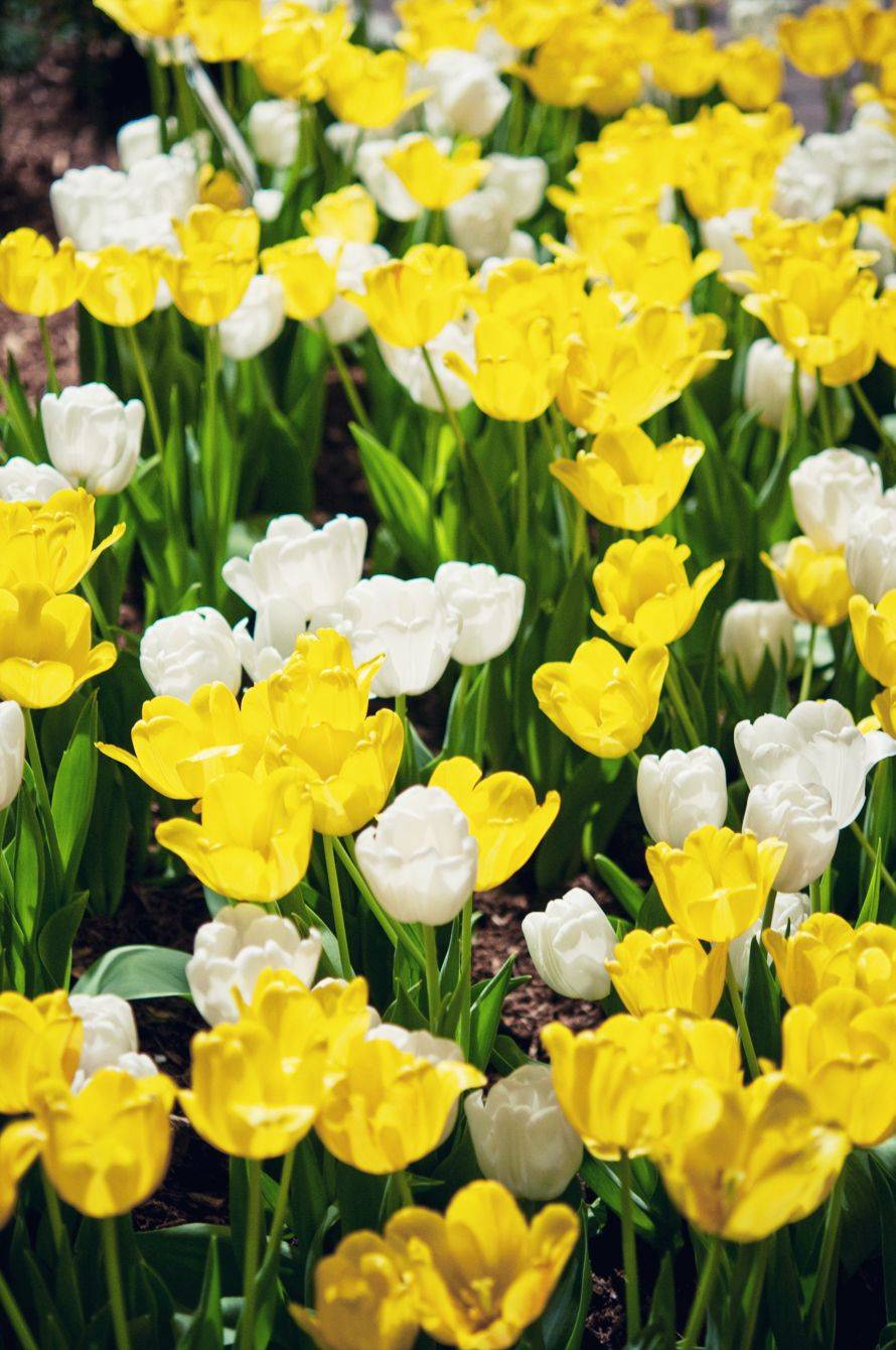 Coreopsis Sunshine Superman