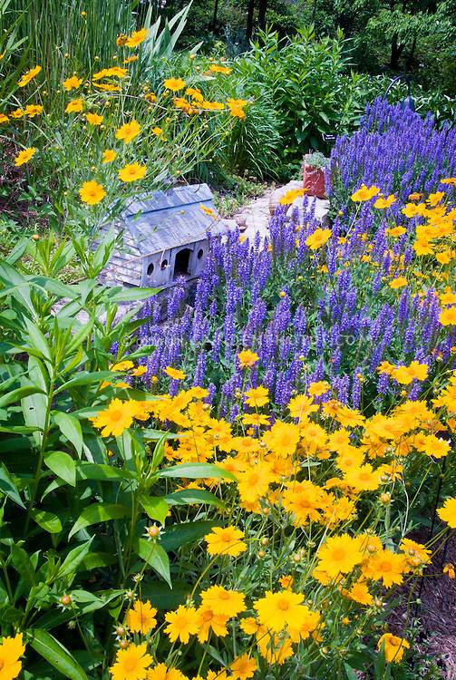 Japanese Yellow Forest Grass