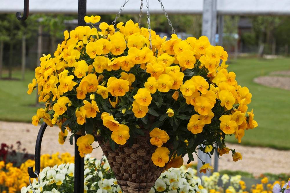 Jennifer Bohme Beckman