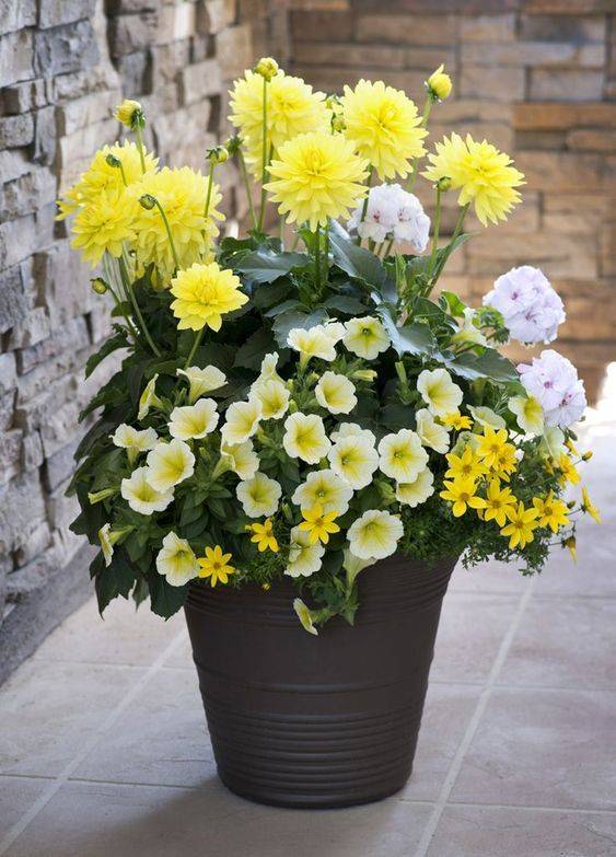 Simple Container Garden Flowers Ideas Homegardenmagz Full Sun