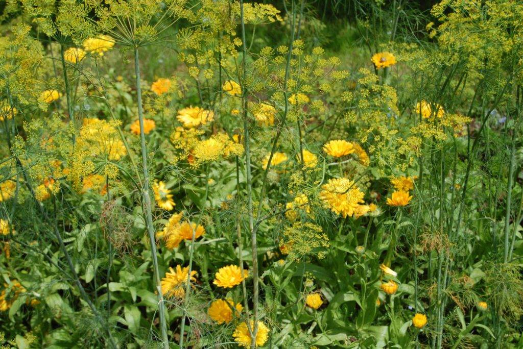 Yellowtheme Garden Plan Garden Planning