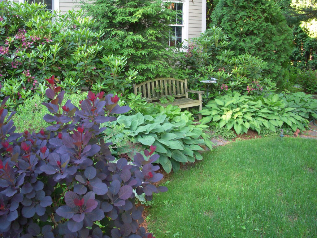 Simple Small Garden Shrubs