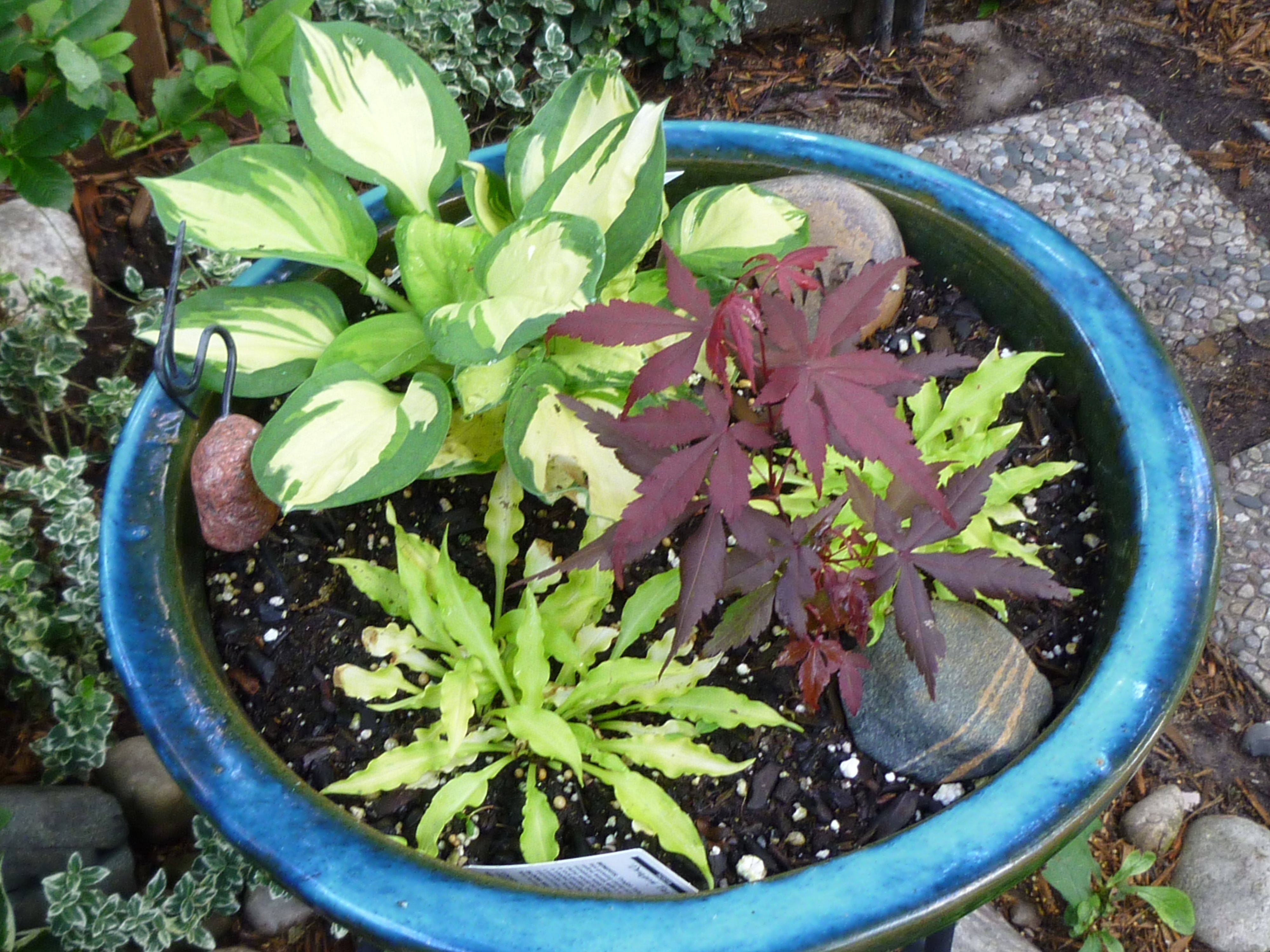 18 Japanese Maple Container Garden Ideas You Gonna Love SharonSable