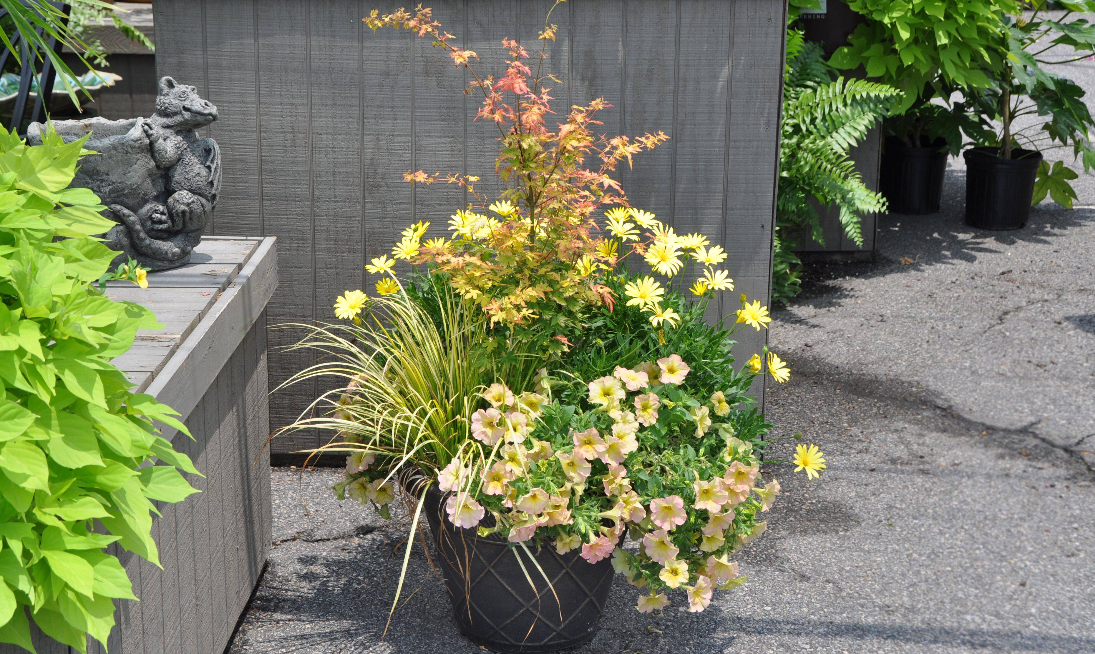 Growing Japanese Maples In Containers Google Search Acer Palmatum