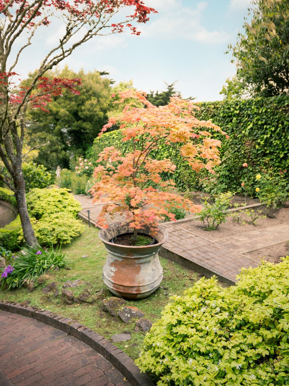 Growing Japanese Maples In Containers Mini Zen Garden Zen Garden