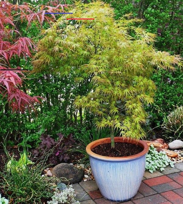 Container Gardening
