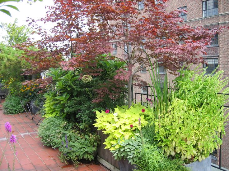 Japanese Maple