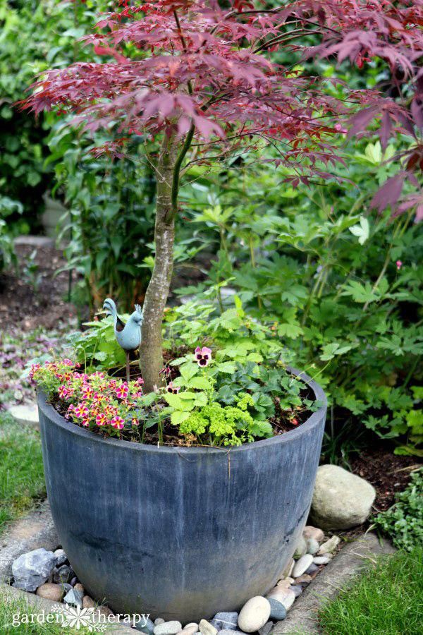 Japanese Maple