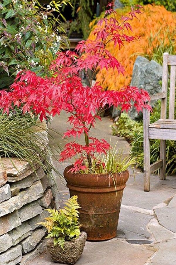 Japanese Maple I Want One Even Better That It Can Be Contained And