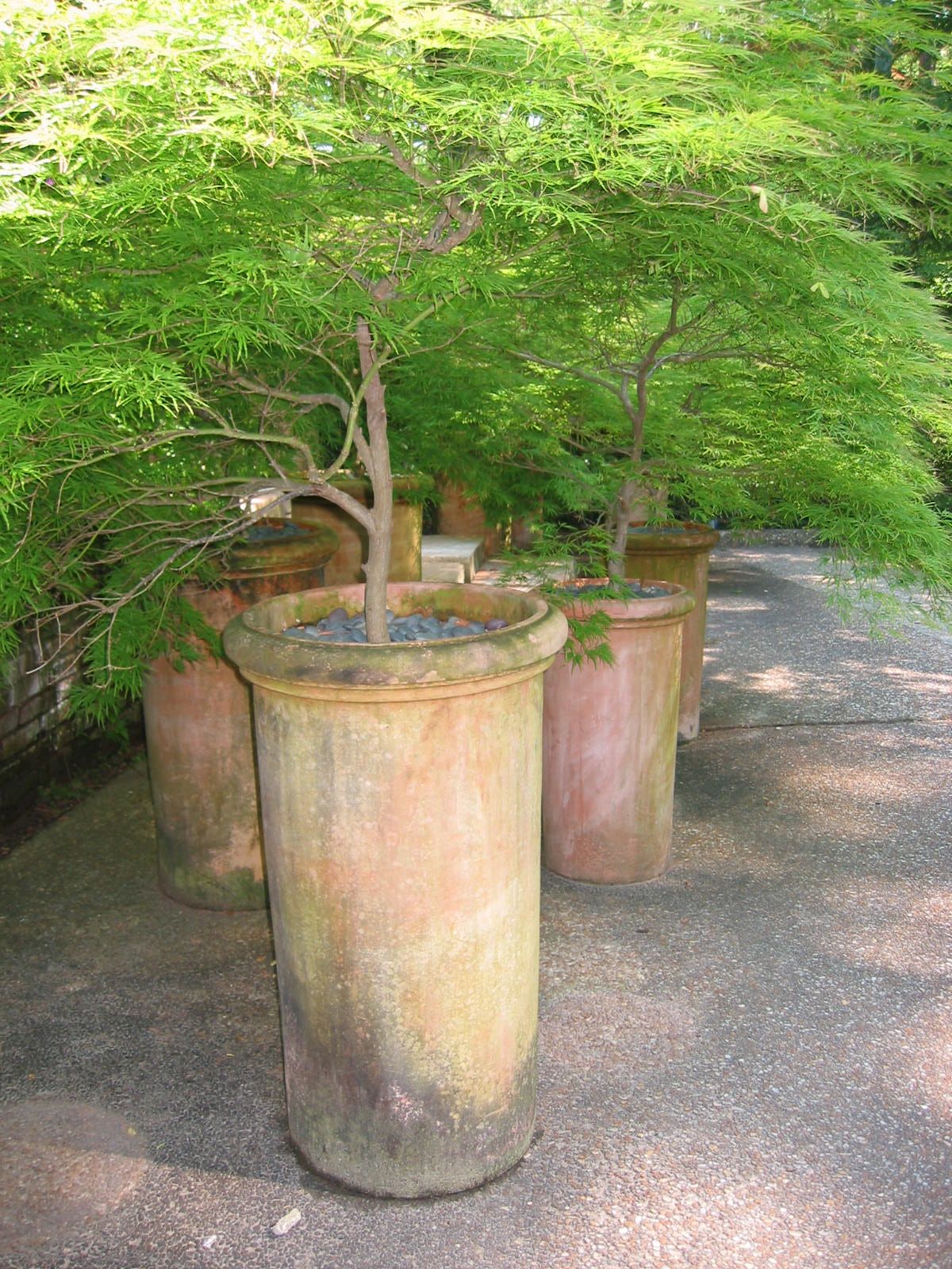 Japanese Maples
