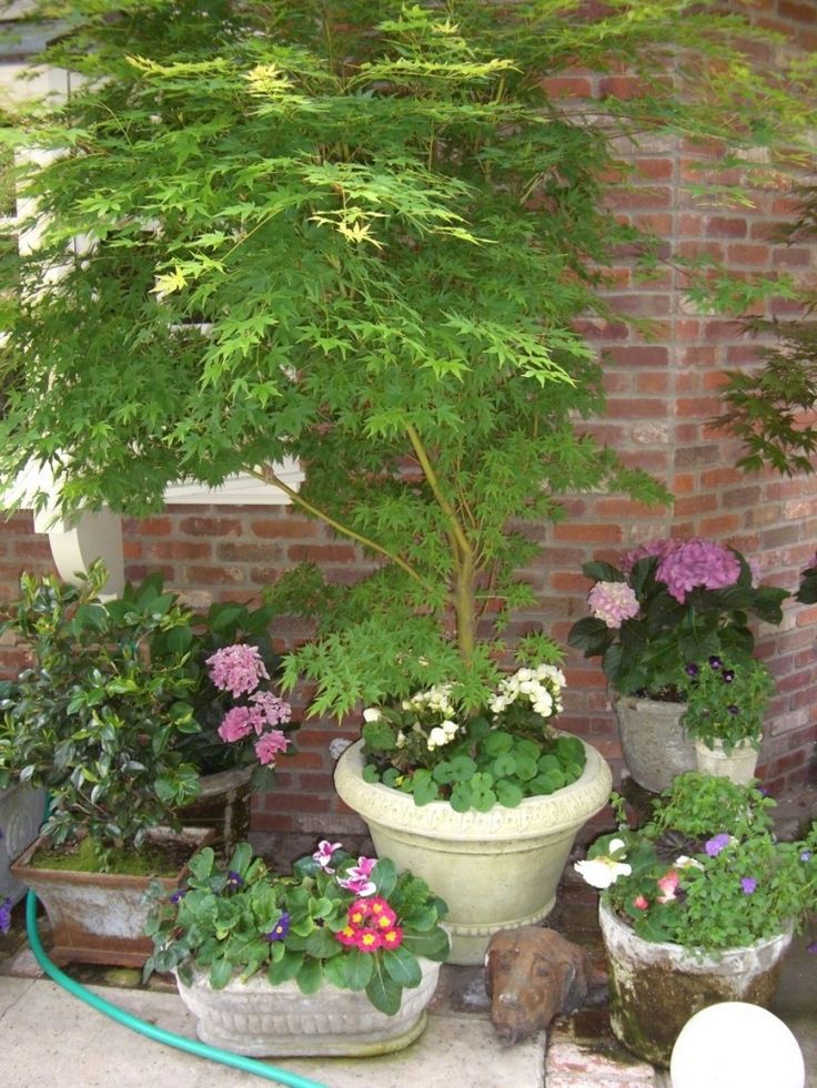Japanese Maples